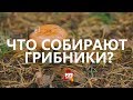 Кто в будний день собирает грибы?