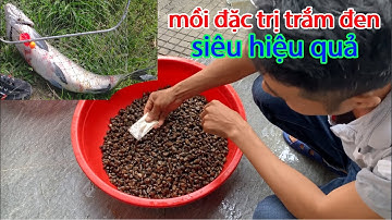 Hướng dẫn trộn mồi câu lục trắm đen siêu quấn ổ - special bait for black carp, super effective