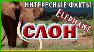 Слон. Интересные факты #nature #природа #слон #elephant