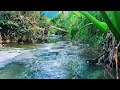 Calm Your Mind This Morning with River Sounds and Gentle Birds