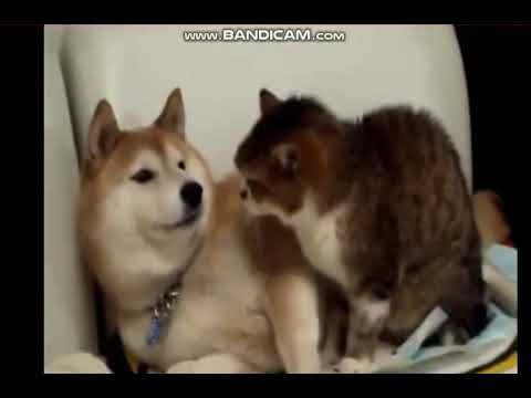 ねこに怒られてシュンとする犬 Youtube