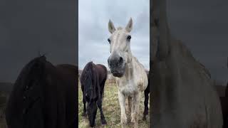 Лошадки за зиму соскучились, пришли нас поприветствовать ☺️