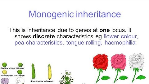 Polygenic inheritance part 1