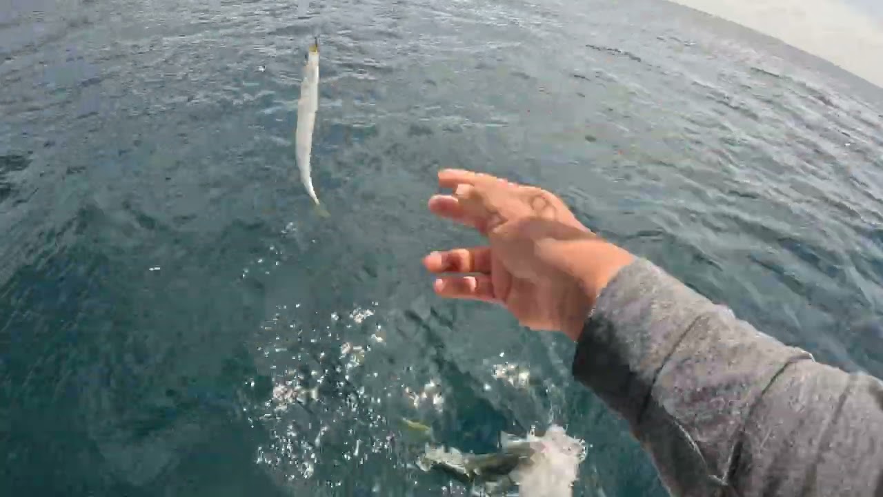 pesca de yellowtail en la isla san clemente