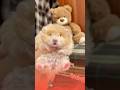 Những bé hamster bear đáng yêu nhất #hamster