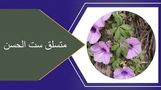 متسلق ست الحسن  Atropa belladonna المتحمل للحراره والمزهر طوال العام ،، مــن اجمل انواع المتسلقات