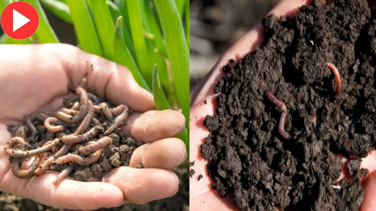 This Is What Happens When You Put Earthworm In Your Garden YouTube