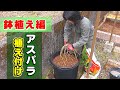 ⑩アスパラ 鉢植え編