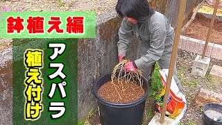 ⑩アスパラ 鉢植え編