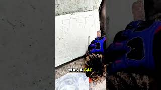 This Biker Saved The Cat 😇❤‍🩹 #shorts