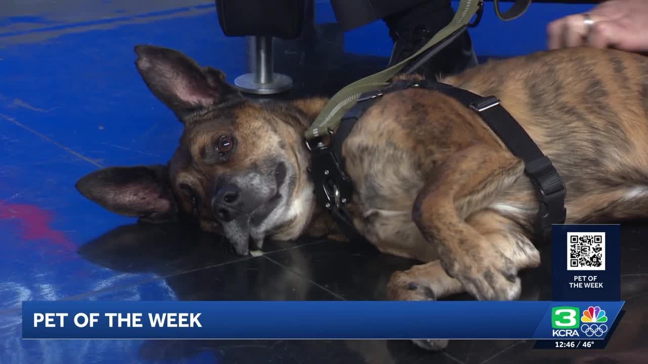 Pet of the Week for Jan. 21: Meet Jack