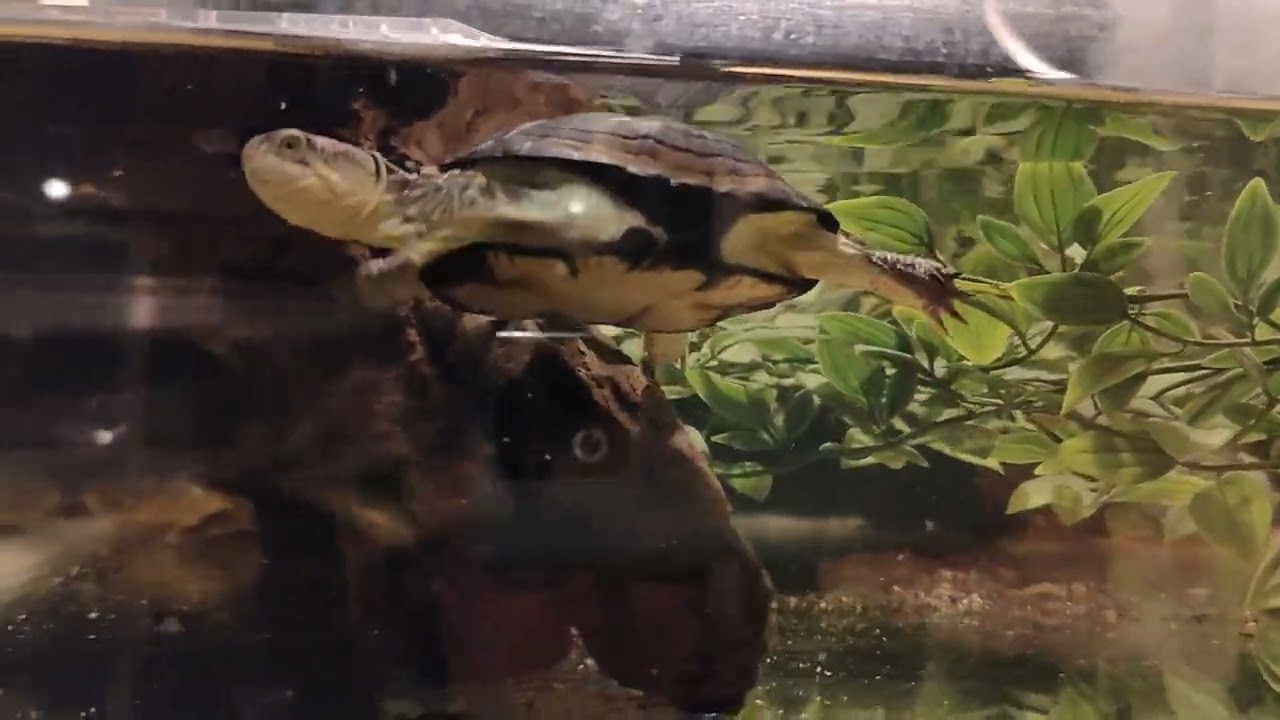 My pair Pelusios nanus dwarf.