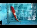 7-23-70 - 16-18” Gin Rin Sanke Koi