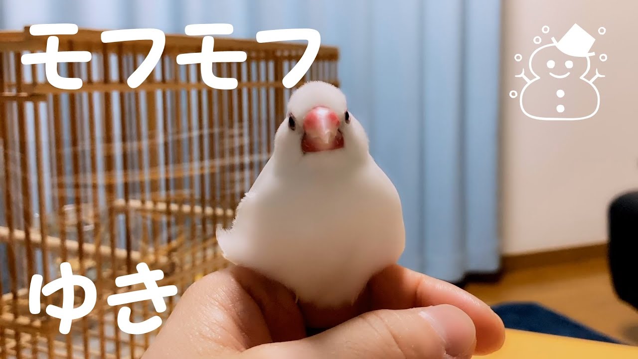 文鳥 モフモフゆき。 솜뭉치 같은 백문조 유키. a cotton ball. YouTube 文鳥 モフモフゆき。 솜뭉치 같은 백문조 유키. a cotton ball. YouTube