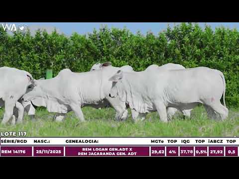 LOTE 117 - SEXTUPLA - LEILÃO PRIMAVERA GENÉTICA ADITIVA 2026