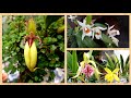 Орхидеи цветущие впервые и другие в сентябре. Целогина, Каттлея, Дендробиум, Бульбофиллум.