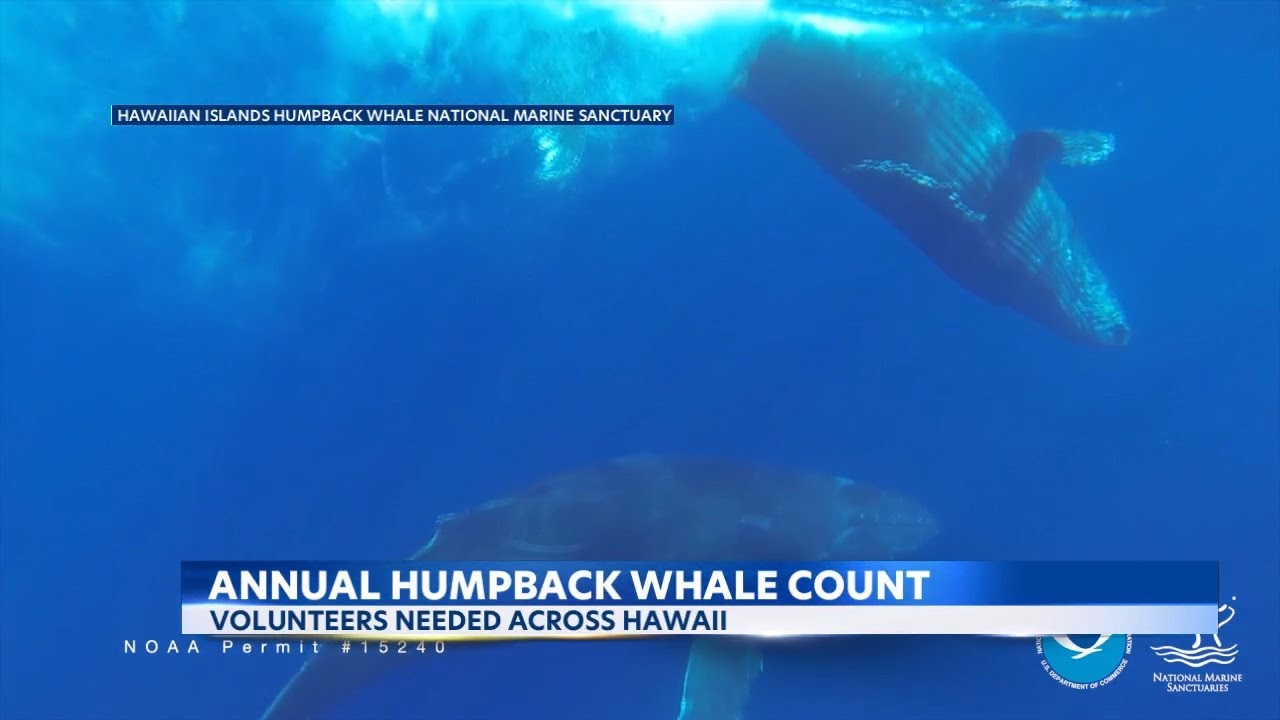 Humpback Whale season is upon us and volunteers are needed to help count