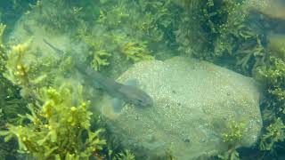 Lesser spotted dogfish, Kerry, Ireland