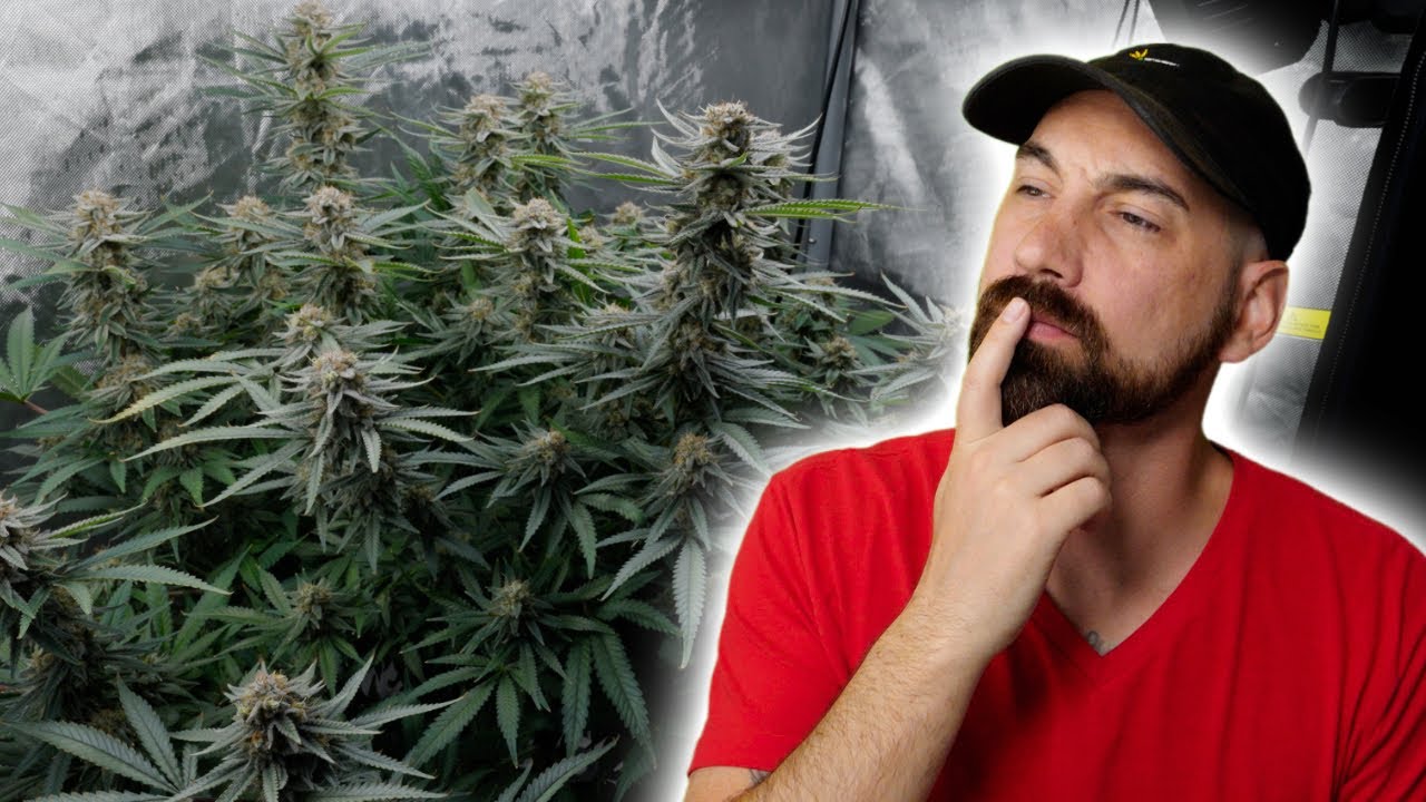 Should You Flush Your Cannabis Grown Hydroponically Before Harvest? Let’s Talk!