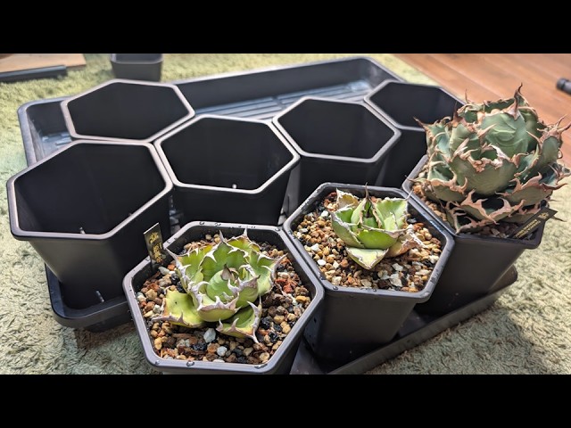 The Trendy Hexa Pot & a Dollar Store Tray That's a Perfect Fit