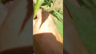 outdoor grow #1 update