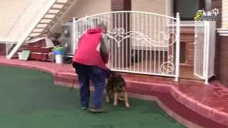 How to stop a puppy from jumping up when meeting you