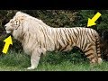 7 Animales Híbridos Totalmente Reales