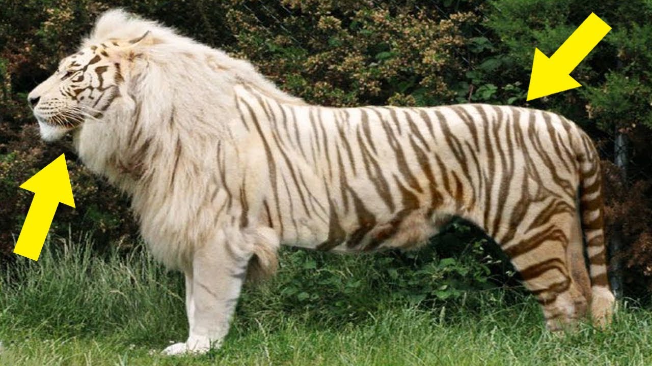 7 Animales Híbridos Totalmente Reales YouTube