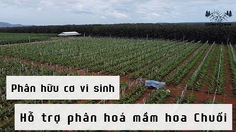 Cây chuối mô 4 tháng nên bón phân này để bắp chuối to, trái dài hơn ￼