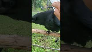 Crow Loves Petting