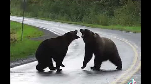 Two Grizzlies bears fighting on the road big battle !!!!!!!!