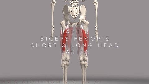 Hamstrings Series Part 3- Biceps Femoris Basics (3D Animation)