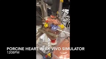 Porcine Heart in Ex Vivo Simulator