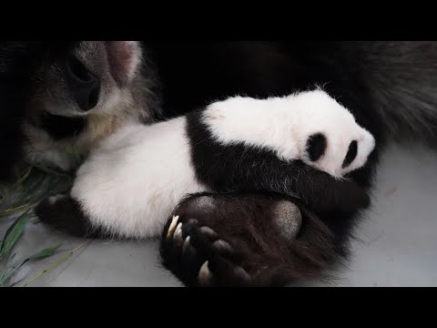 Трогательные кадры панды Диндин с детенышем