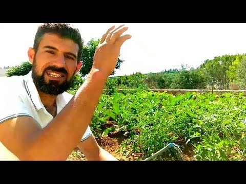 فيديو: أسرار زراعة الخضار والفواكه