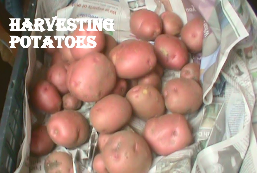 Organic Gardening Harvesting and Curing Potatoes Red La Soda YouTube