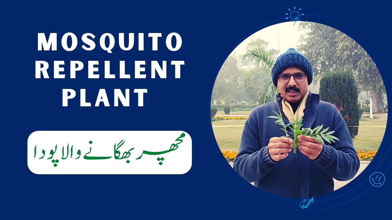 Mosquito repellent plant مچھر بھگانے والا پودا YouTube