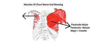 Muscle Name And Meaning