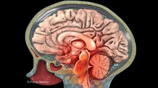 Neuroanatomy - Digital Anatomy Atlas