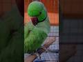 #parrot #love #viral #shorts .
