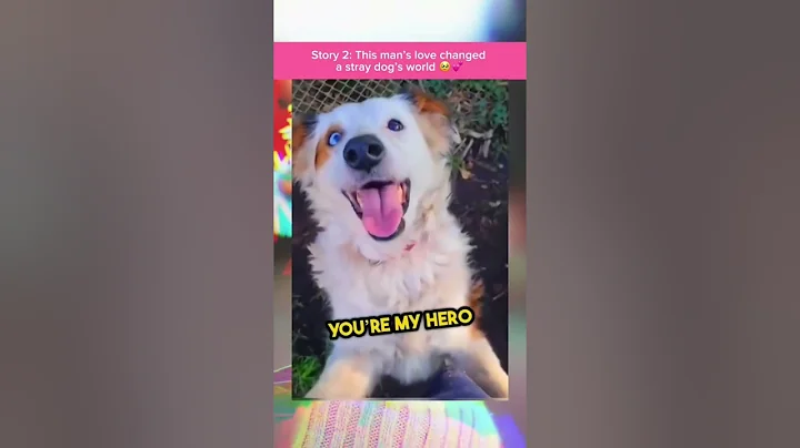 Heartwarming Tales of Love and Rescue From Furry Companions to Unlikely Heroes&quot;#heartwarmingstories