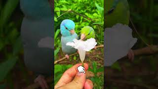A Tiny Flower for My Tiny Parrotlet! 🌸 #parrotlet #cutebirds #shorts