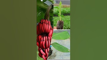 Cây chuối đỏ Dacca | Giống cây trồng độc lạ #shorts #câytrồng