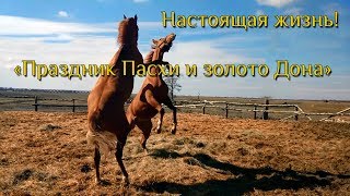 Настоящая жизнь. Праздник Пасхи и Золото Дона