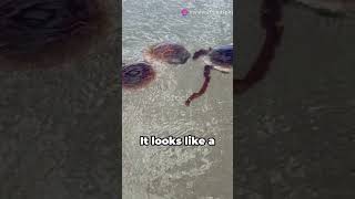 Cape Tribulation The Worlds Most Dangerous Beach