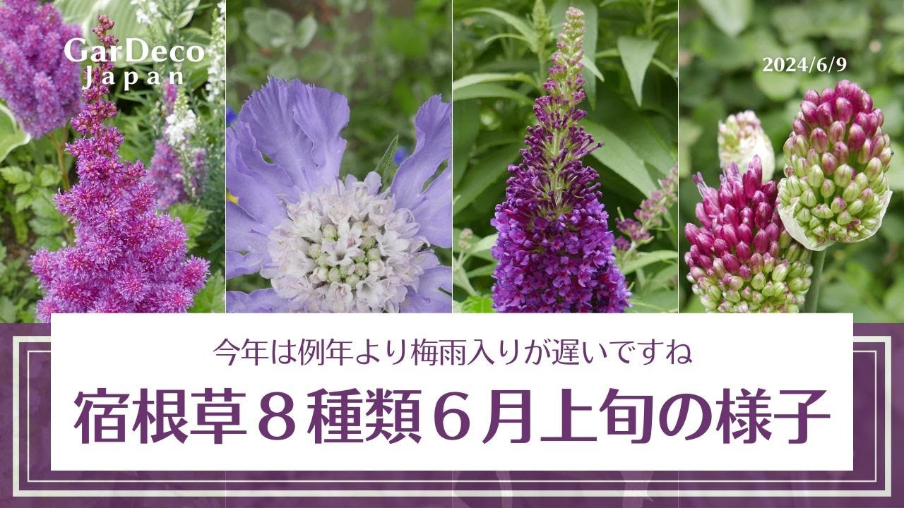 【今年は例年より梅雨入りが遲い…】宿根草・低木８種類６月上旬の樣子