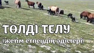 Төлді телу  (жетім етпеудің әдістері) / Новая семья для осиротевшего ягненка [русские субтитры]