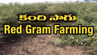 Success Story Of Redgram Farming | Paadi Pantalu | Express TV