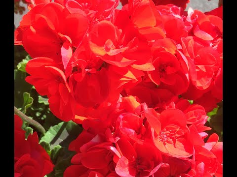 Video: Taking Geranium Plant Cuttings: Tips om å starte geraniums From Cuttings