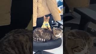 Cutest Cats Ever 🥰 Adorable And Funny Cat Moments - Purrs And Pranks Best Moments #16